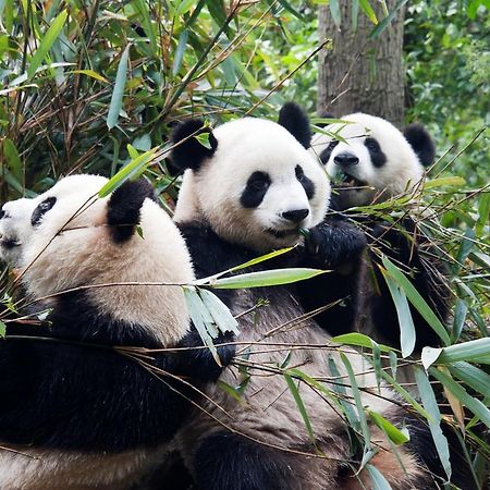 Shu Huai Hotel Chengdu Funian Kültér fotó