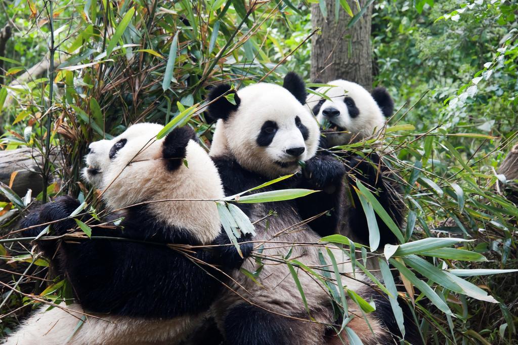 Shu Huai Hotel Chengdu Funian Kültér fotó